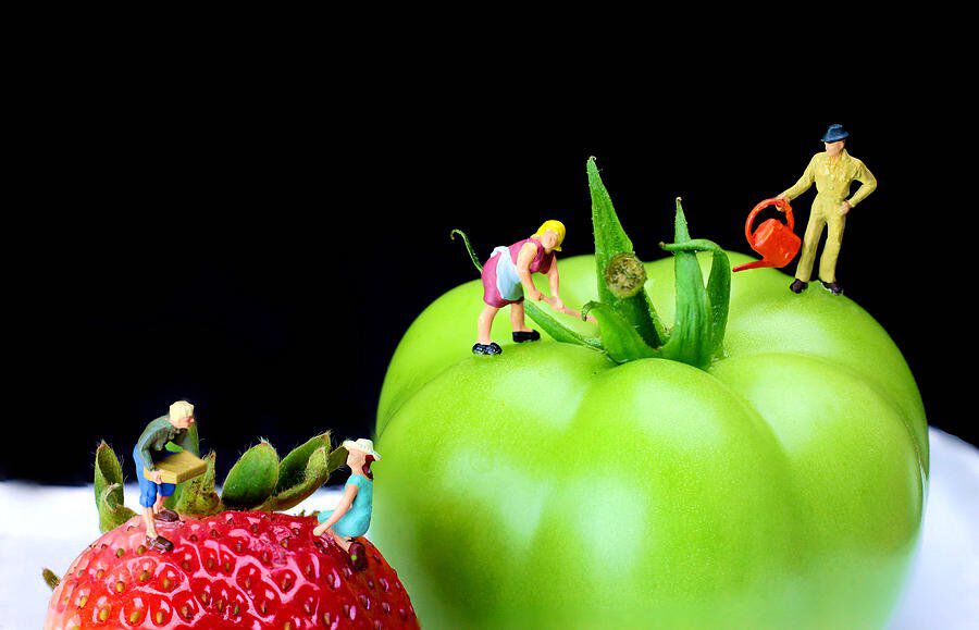 The Planting Tomato And Strawberry Little People On Food Paul Ge