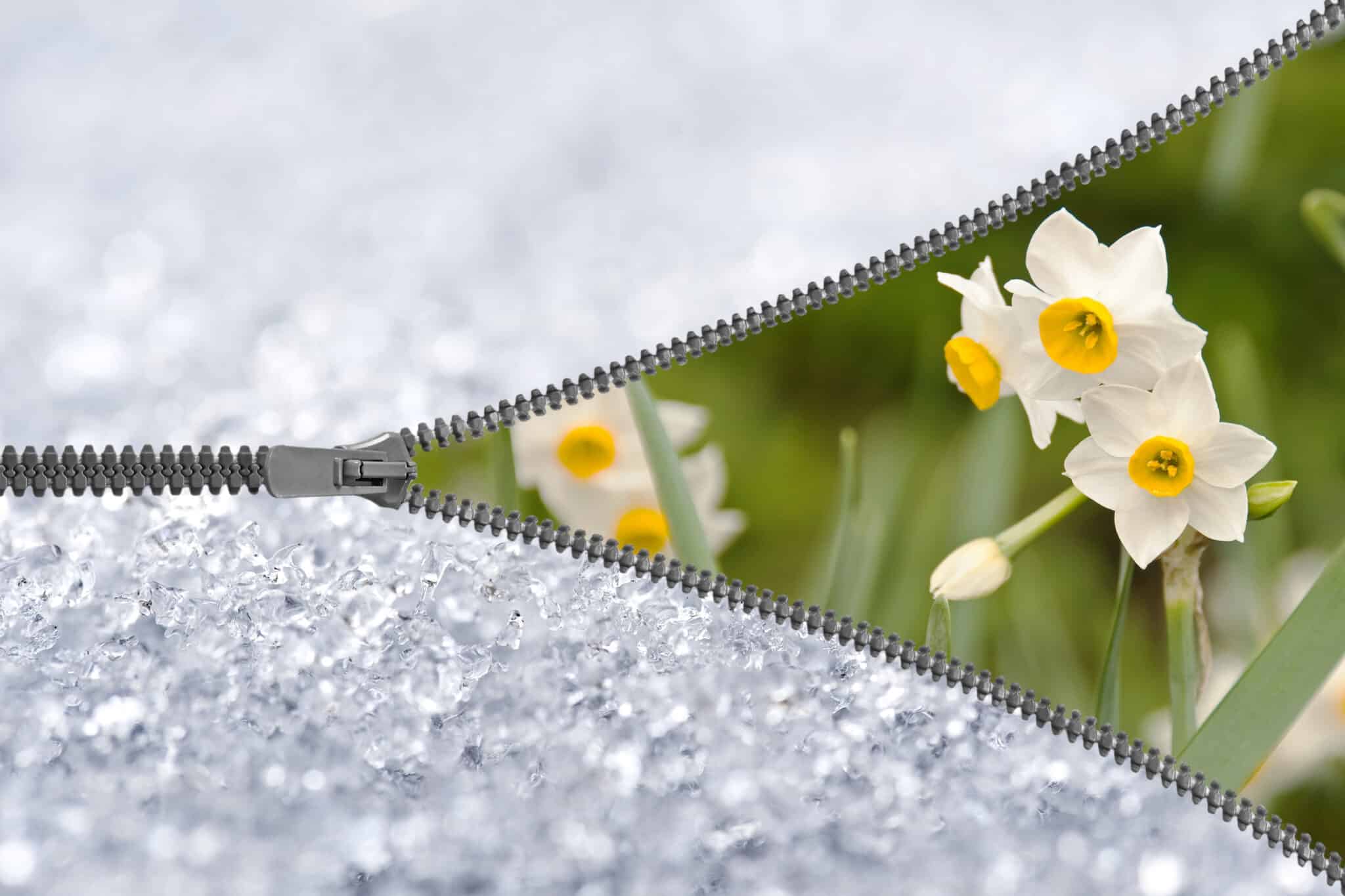Zipper,Revealing,Narcissus,Under,The,Snow