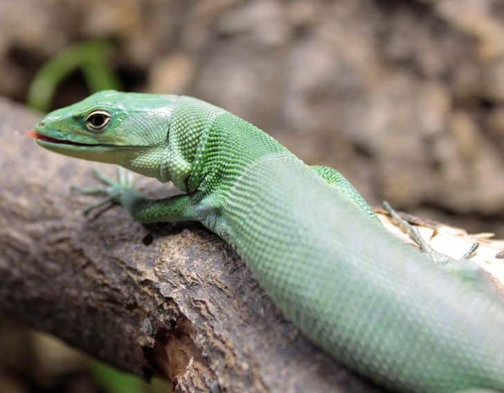 Az, ahogyan látszik a régi és az új bőr választóvonala / Fotó: Mourning_Gecko / reddit