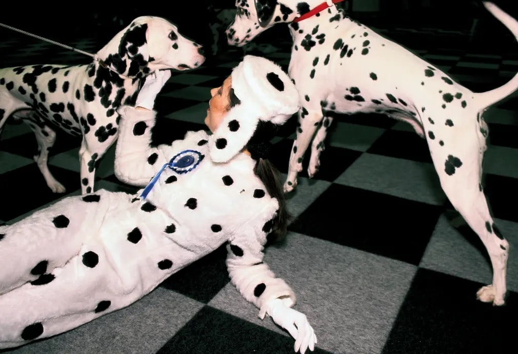 Homer Skyes, Colour Works, fotokonyv, brit fotos, warwickshire, dalmata kutya, nap fotoja