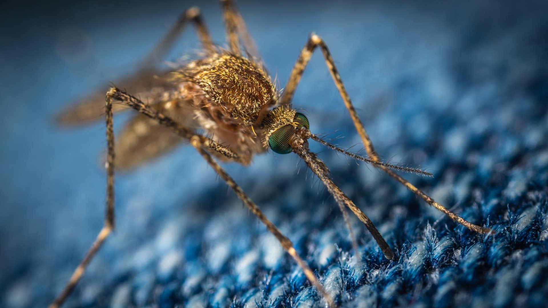 dengue-laz szunyog tudomany