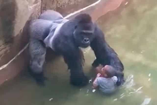 Harambe gorilla állatkert