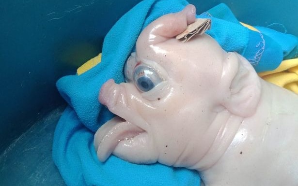 mutans malac diszno genetika mutacio