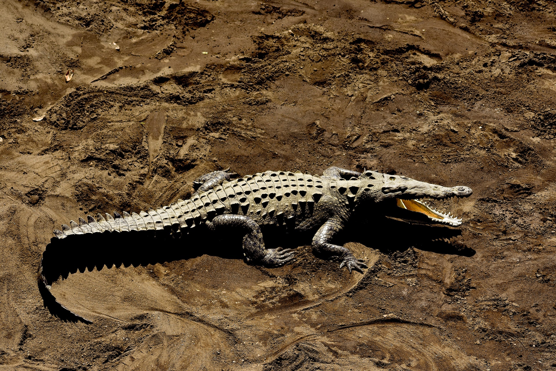 aligator eugene bozzi florida