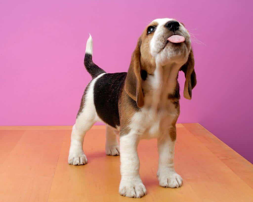 beagle kutya rakkutatas tudorak