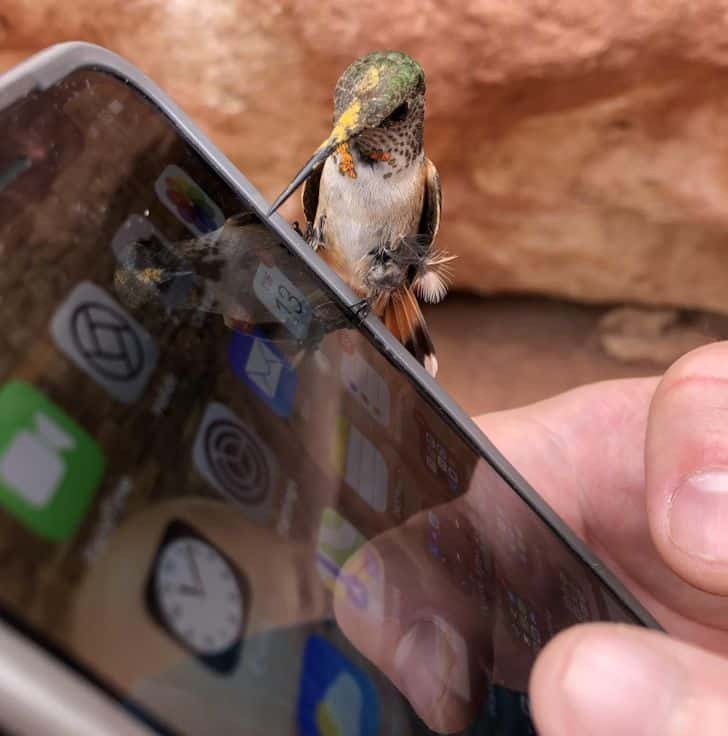 Ez a kolibri megpihent a telefonon / Fotó: andyman686 / Reddit