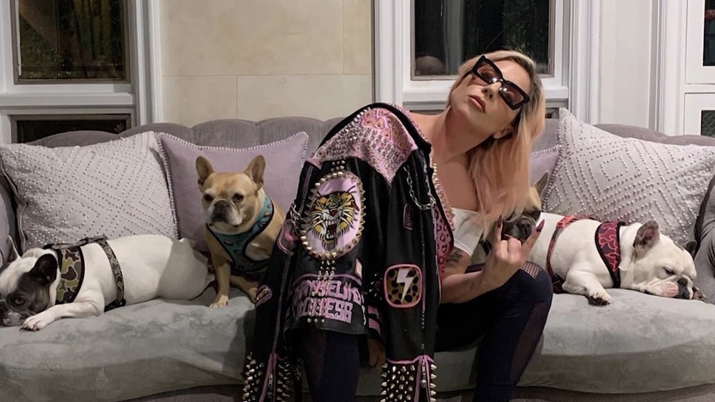 lady gaga kutyai elraboltak