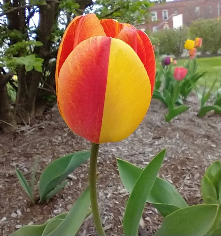 Ez a tulipán egy tökéletes piros és egy tökéletes sárga szirommal / Fotó: notjustbill / reddit
