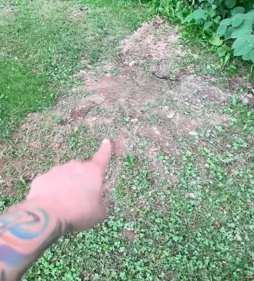elgázolt macska2