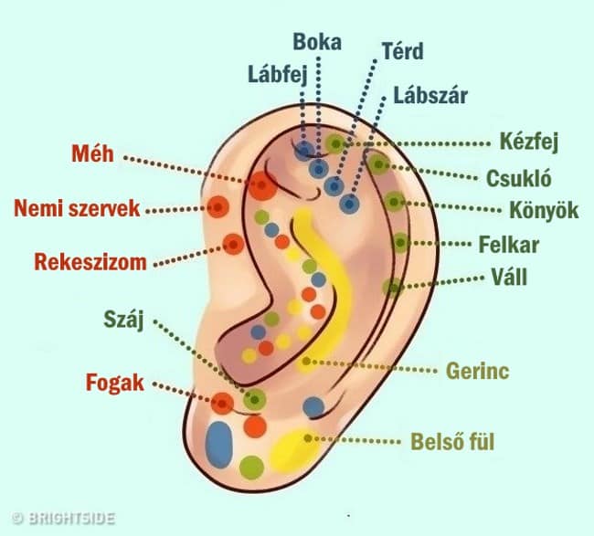 ful, fulek, halloszerv, amit elarul a fuled rolad 7