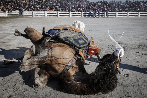 bizarr-sport-teve-birkozas-fesztival-aktivistak-2