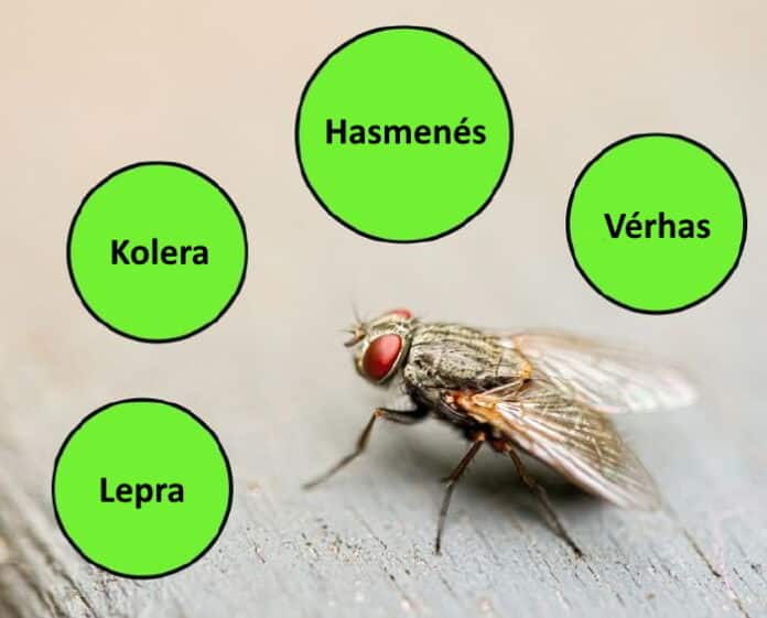 legy az etelen, legy szall az etelre 3