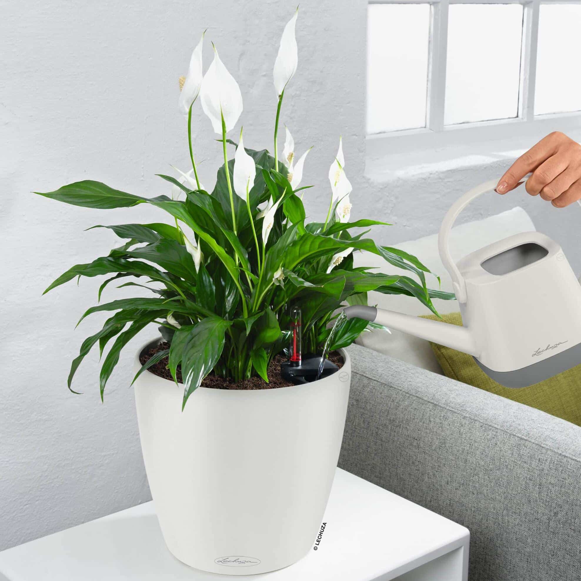 plantart.hu - 2026 július - LinkMarketing - 4