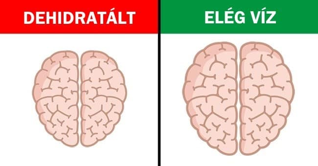 agy agyműködés befolyásolása egészség egészséges életmód tippek