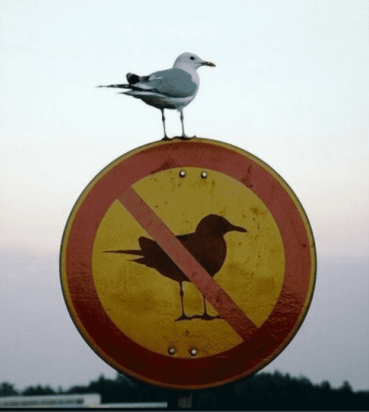 Nem érdeklik a szabályok / Fotó: Bright Side