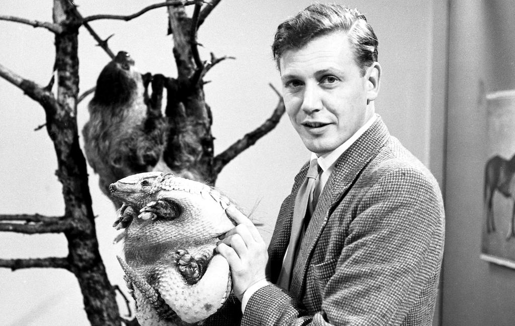david attenborough fiatalon