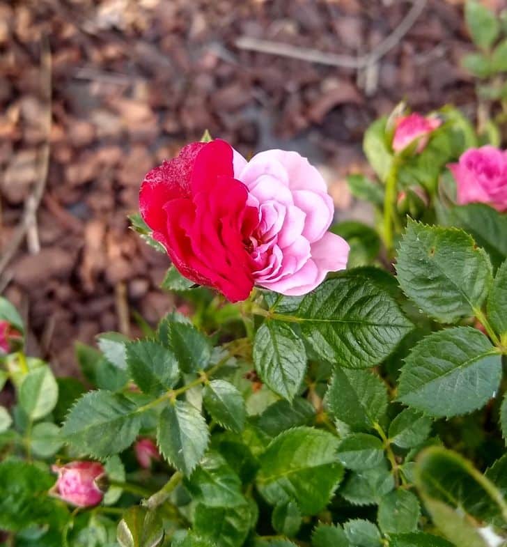 Ez a fele piros fele rózsaszín rózsa / Fotó: drowsy_flower63 / reddit