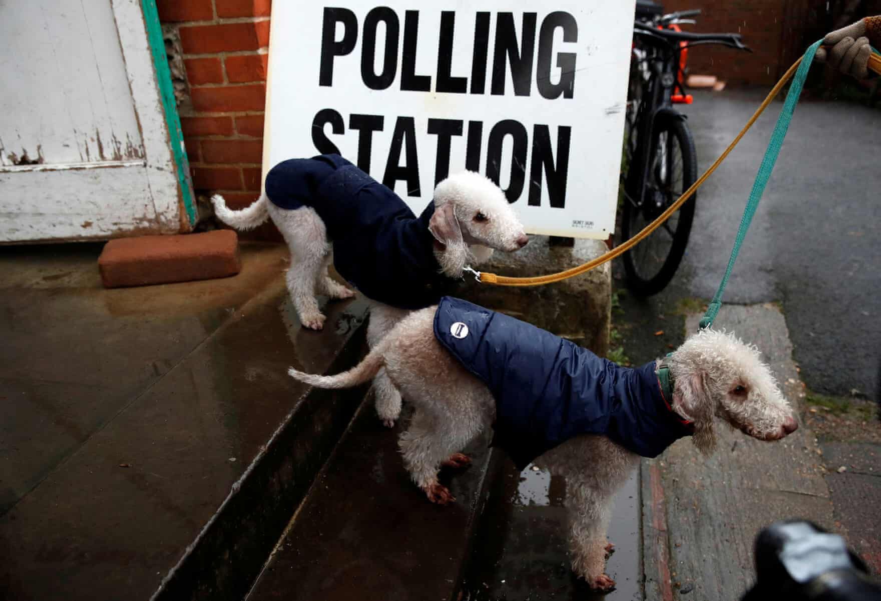 Brit Választás 2019 Kutyák5
