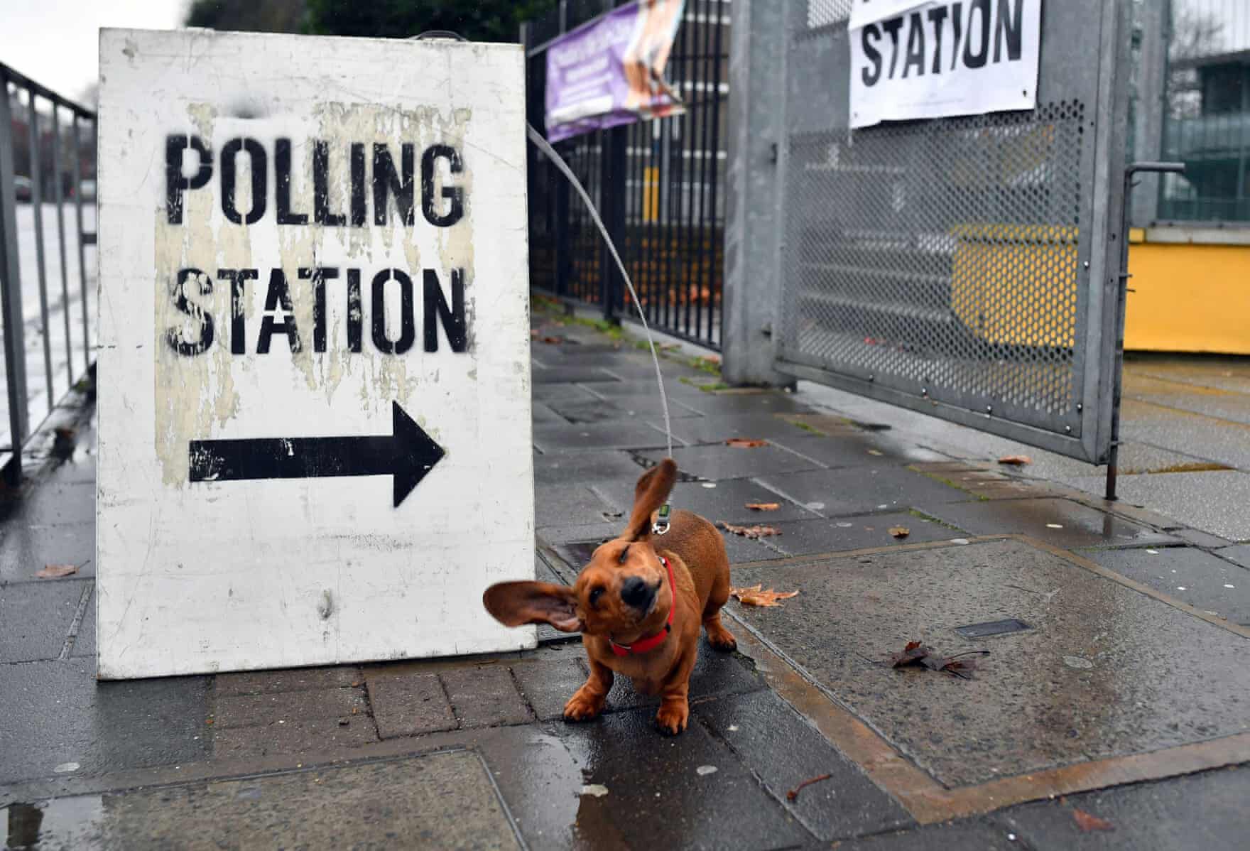 Brit Választás 2019 Kutyák6