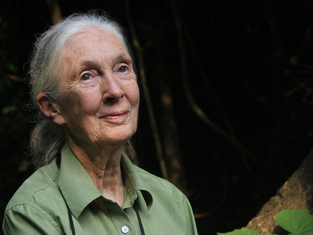 Jane Goodall Koronavirus Konyv