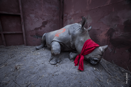 Idén is népszerű volt a magyaroknál a világ legjobb sajtófotói – Véget ért a World Press Photo kiállítás 2018