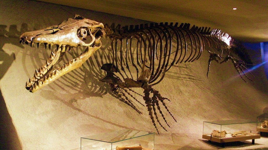 1200Px Mosasaurus Hoffmannii Skeleton