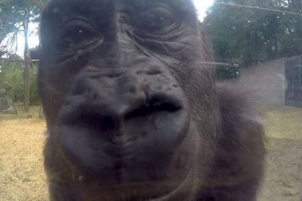 Az állatkert gorillái észrevették a kifutójukon elrejtett kamerát és ami azután jött…