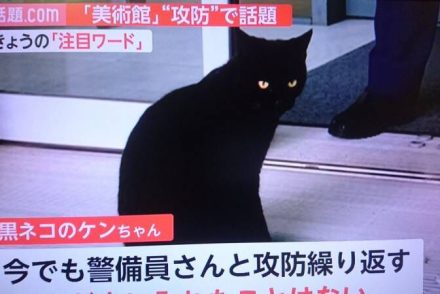 Egy fekete macska két éve próbál beosonni egy japán művészeti múzeumba