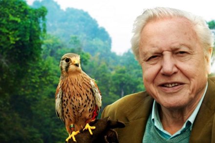David Attenborough elmondja, miért ül majd az emberek székében