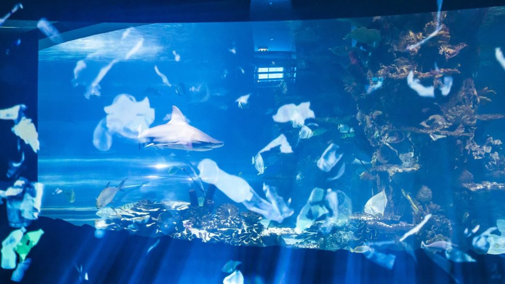 Campona Real Ocean Experience 3
