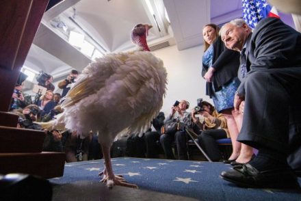 A nap fotója: Trump szerint idén is kegyelmet érdemel a pulyka