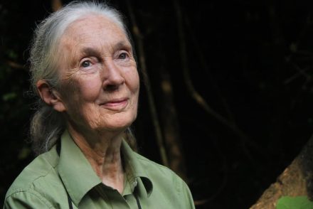 Jane Goodall: Bölcsebbnek kell lenni a bolygóval a koronavírus-járvány után