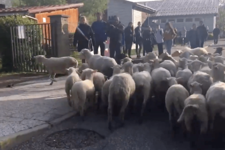 Egy juhász beíratta a birkáit az iskolába, mert nem volt elég diák