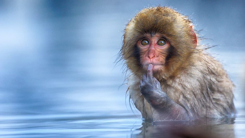 comedy wildlife photography 8