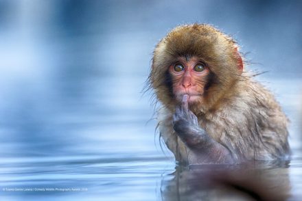 Ezek az idei legviccesebb állatos képek a Comedy Wildlife Photography által
