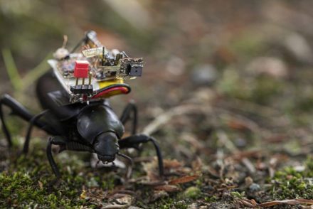 Egy bogár élete: mini GoPro-t kaptak a bogarak a kíváncsi tudósoktól