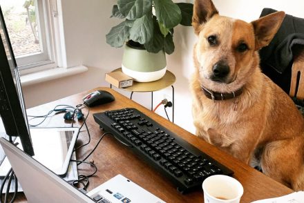 Így töltik home office-ban az idejüket a kutyák koronavírus idején