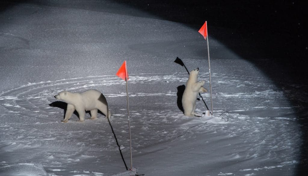 horvath eszter world press photo 2020 jegesmedvek