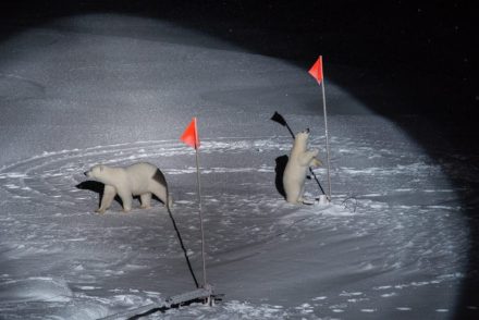 A kíváncsi jegesmedvék magyar díjat érdemeltek a World Press Photo 2020 pályázatán
