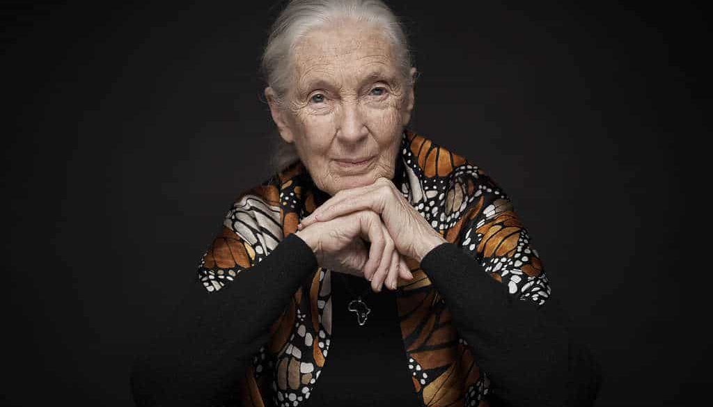 jane goodall