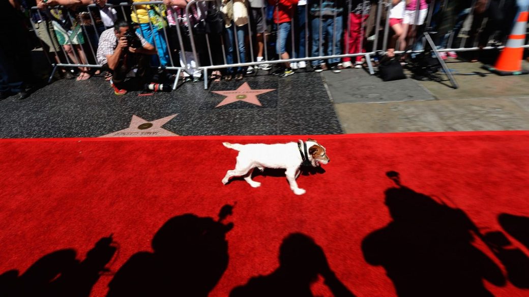 uggie cannes filmfesztival 2020 nemafilm scaled 1