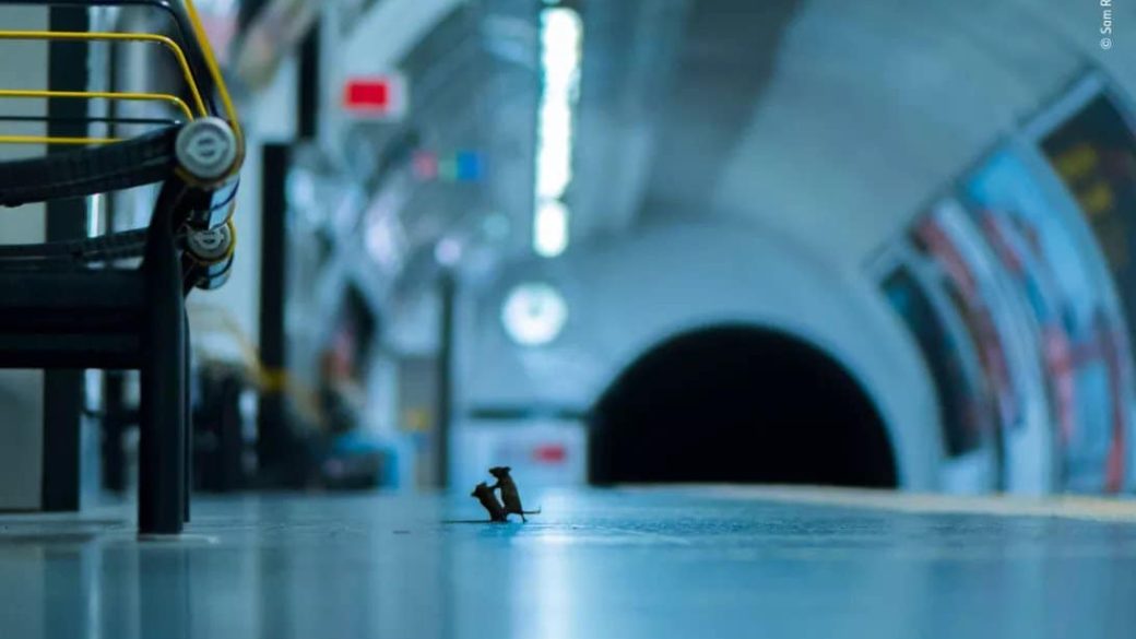 verekedes egerek metro