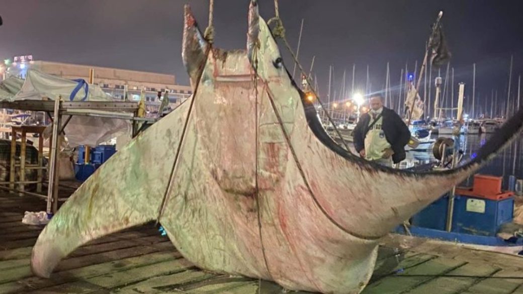 400 kg kilos ordograja palermo