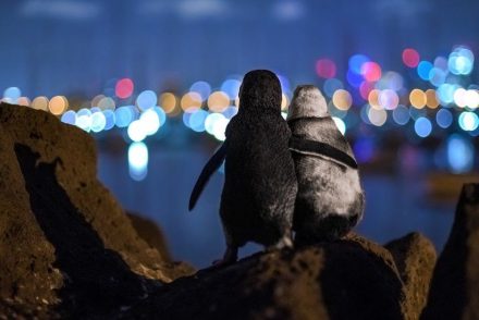 Az ölelkező pingvinek türelmes fotósát közönségdíjjal jutalmazták