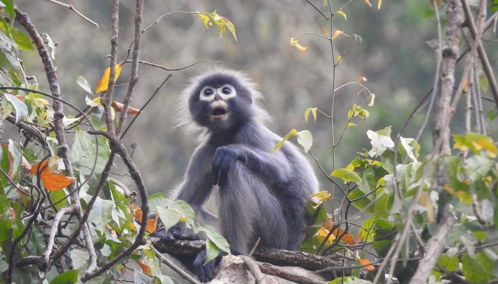 popa langur