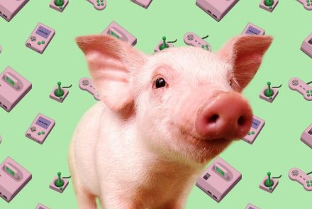 A disznók képesek irányítani a videójátékokat friss kutatás szerint