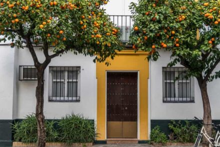 Sevillában a földre potyogott narancsokból állítanak elő elektromos energiát