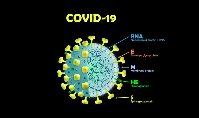 mit koronavirus ultrahang kutatas