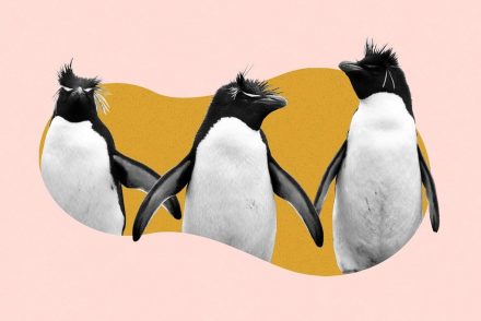Az állatok ösztönösen gyakorlolják a társasági távolságtartást