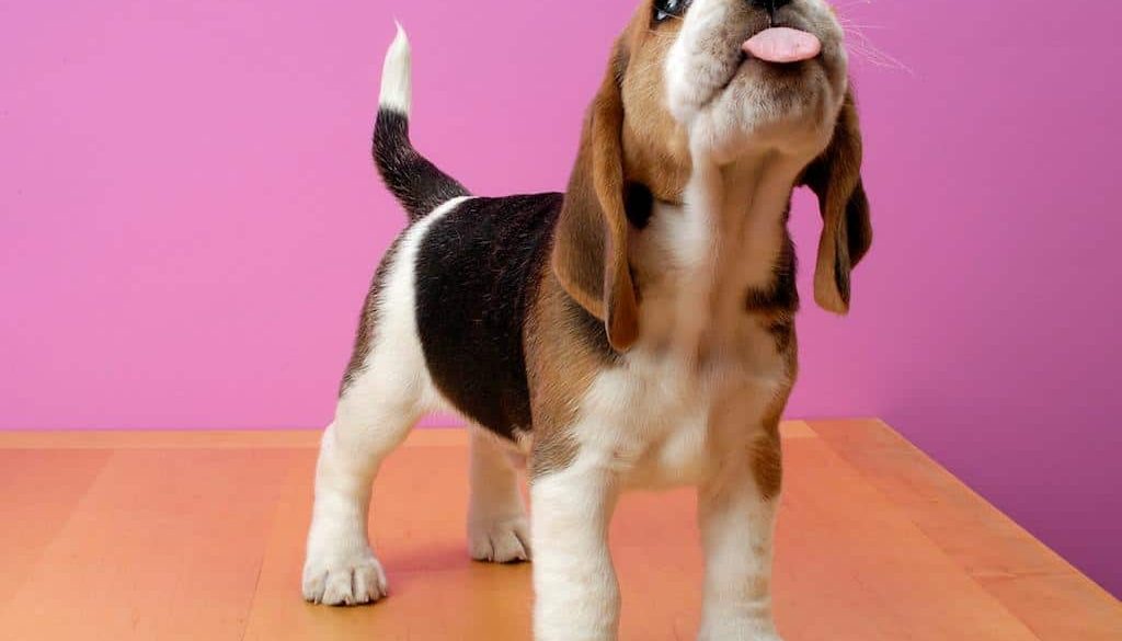 beagle kutya rakkutatas tudorak